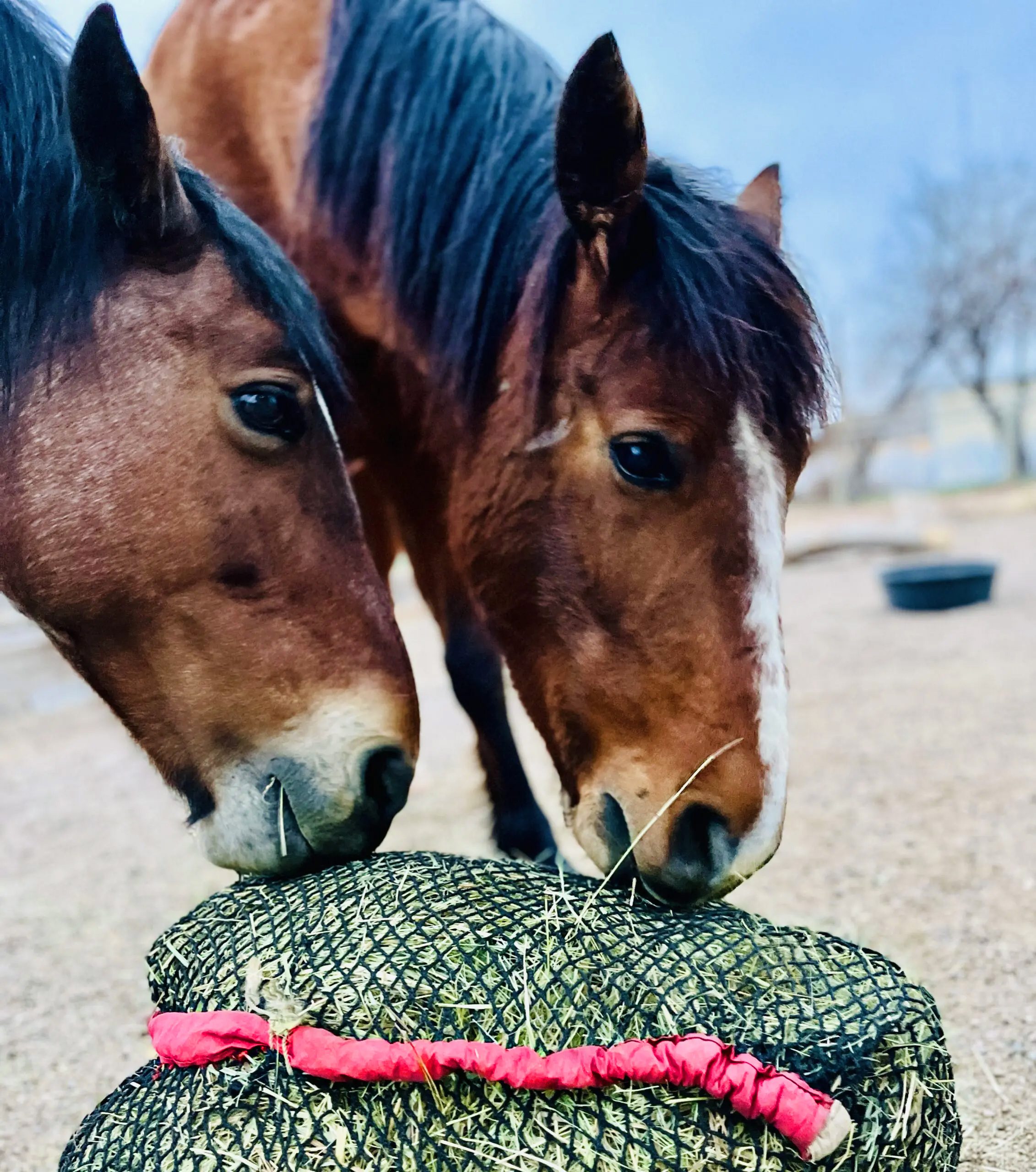 Solar-powered automatic horse feeder mounted on corral fence dispensing hay to horse