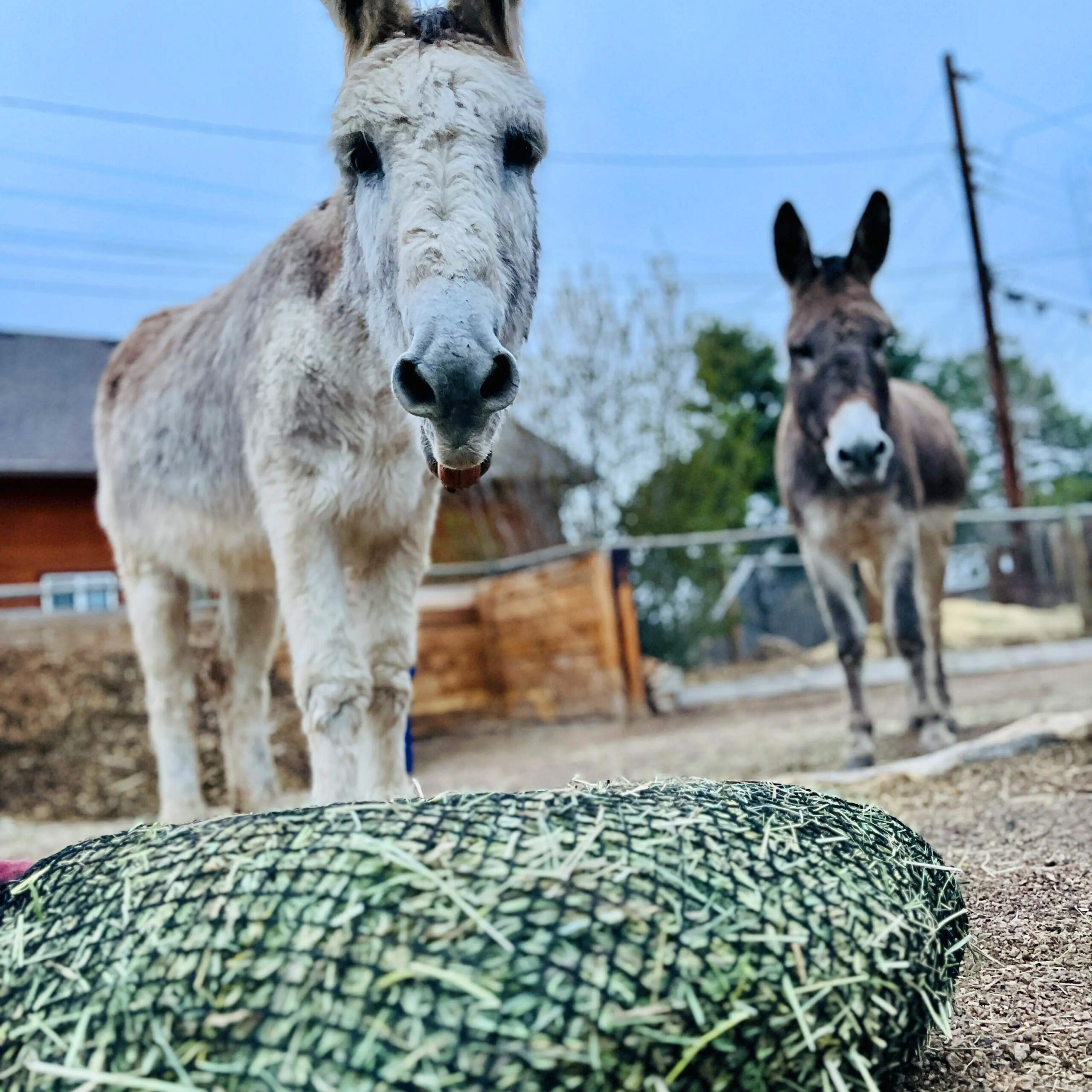 The Perfect Hay Net - Image 9